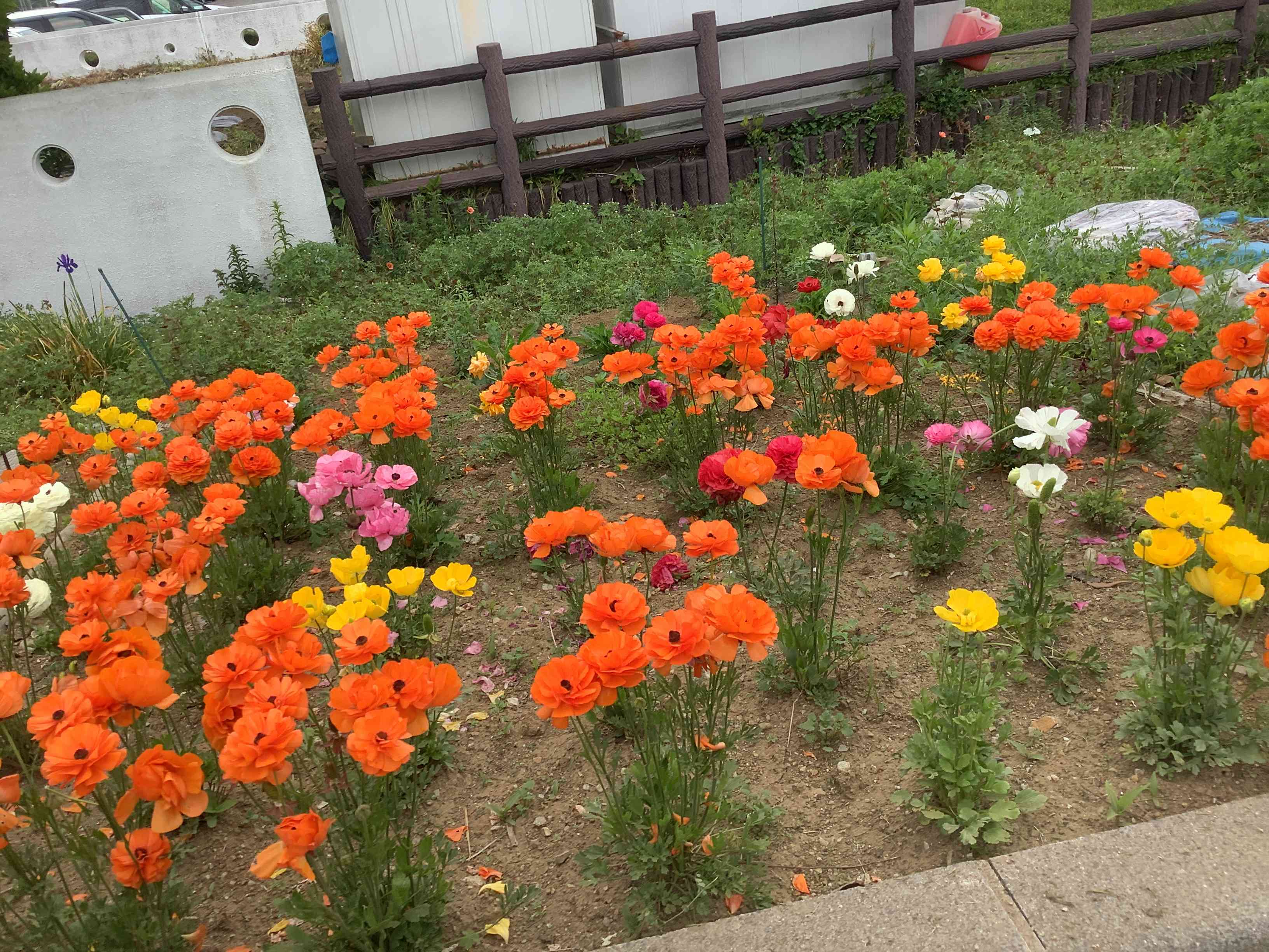 ３組りんIMG_0994